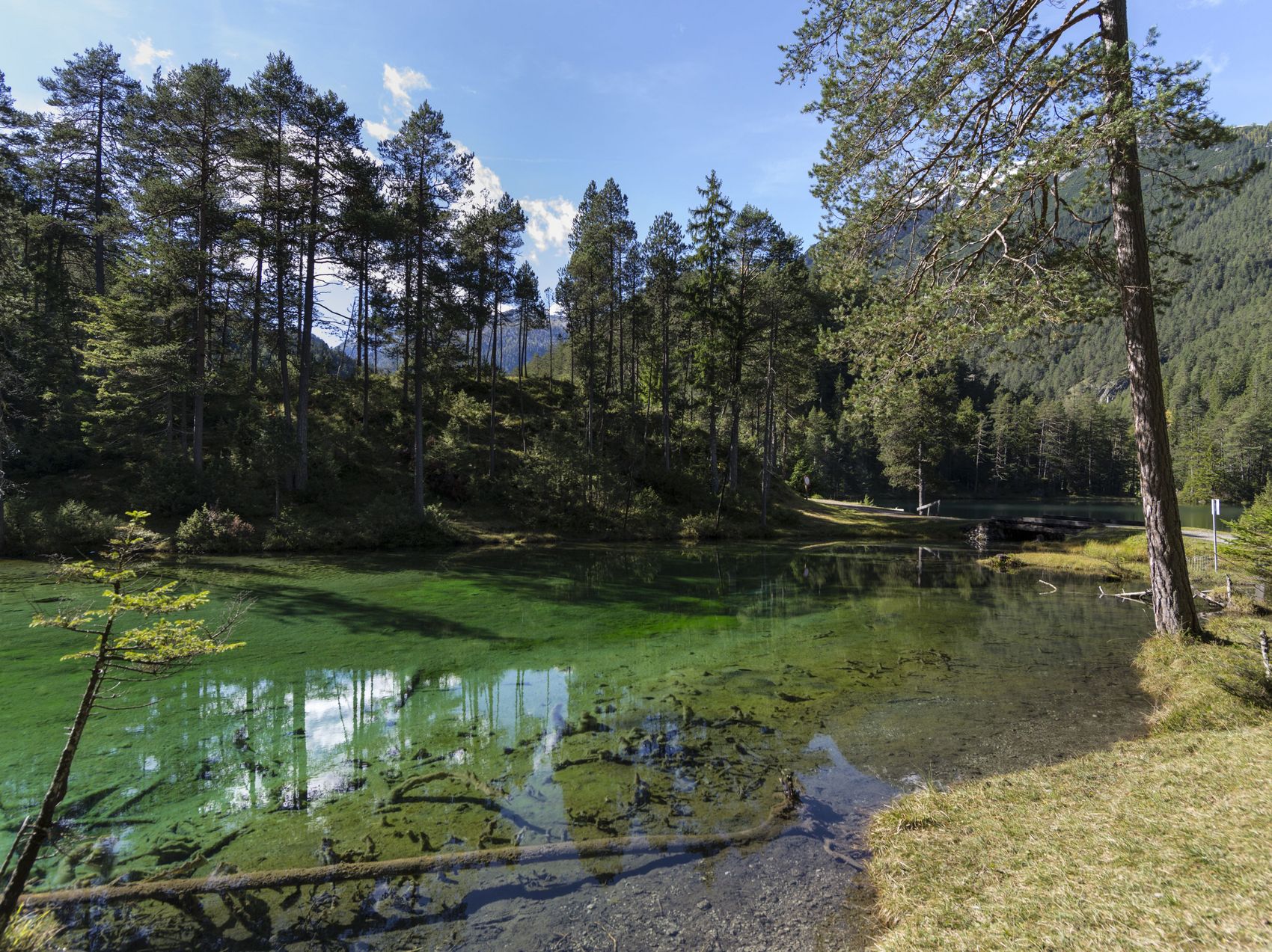 klares Wasser in der Natur und Wald