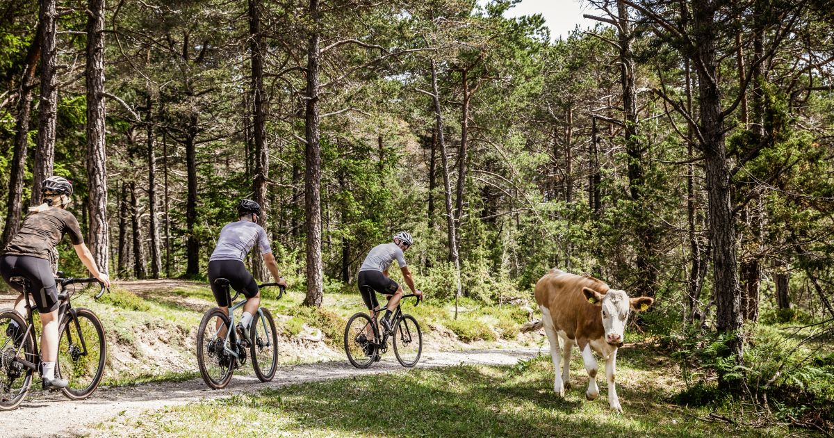 mountainbike 26 zoll dicke reifen Mountain-Bicycles Sport, All-Terrain-Fettreifen-Mountainbike für Herren, 21/24/27/30-Gang-Antrieb, 26-Zoll-Räder, 11 cm breite Reifen,F,24 speed Sport & Freizeit Color:Trans.Red Trailpark Erbeskopf | Deuselbach Category:E Bikes MTB Cross Hardtail_Selle Royal Vivo Ergo