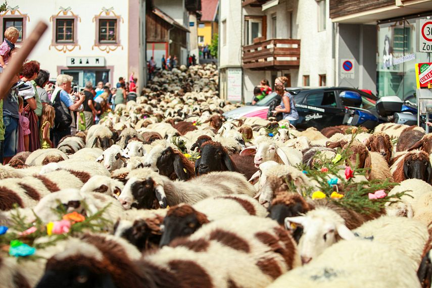 culture customs pasture drive schafschied tarrenz imst tyrol