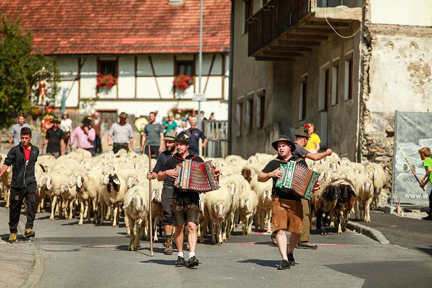 culture customs pasture drive schafschied tarrenz imst tyrol