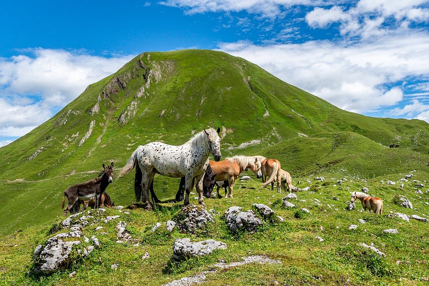 sommer_wandern_hütten_almen_anhalterhütte_imst_tirol