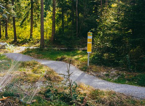 Ein schmaler Biketrail schlängelt sich durch den Wald. Auf der rechten Seite ein gelbes Schild, das den Weg weist. Die Umgebung ist sonnig.